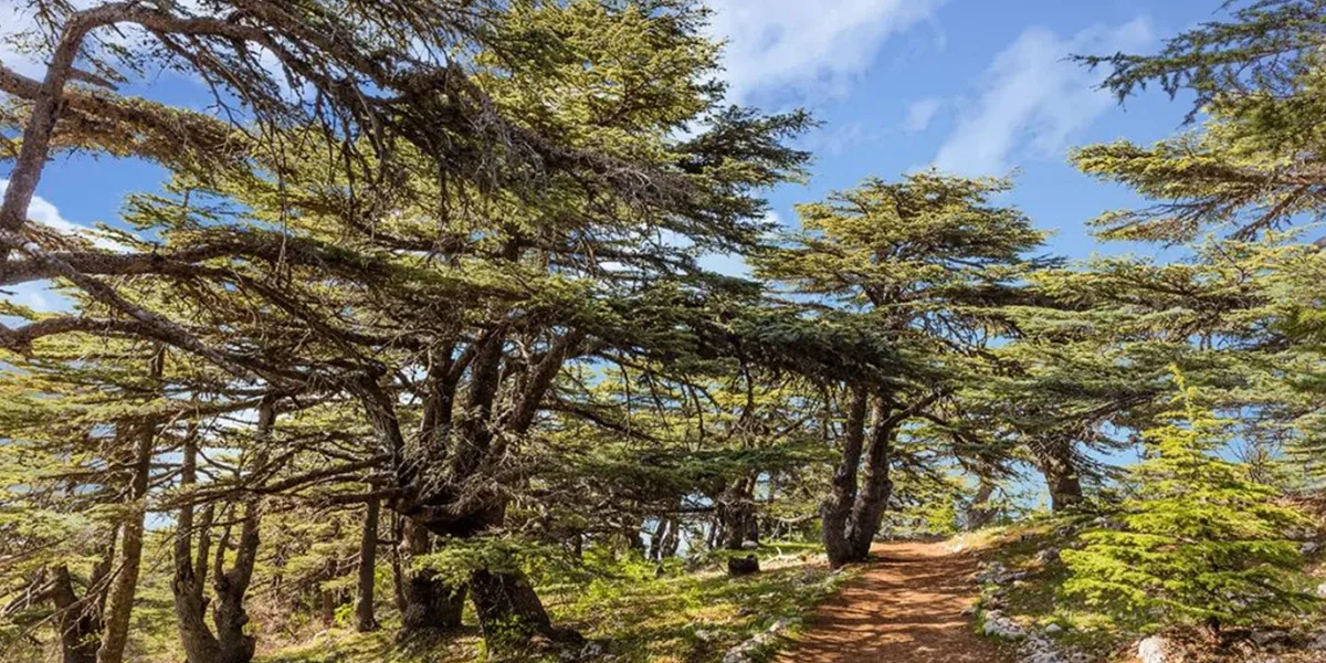 Barouk Cedar Forest Trails