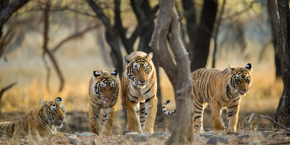  Wildlife Safari in Ranthambore National Park