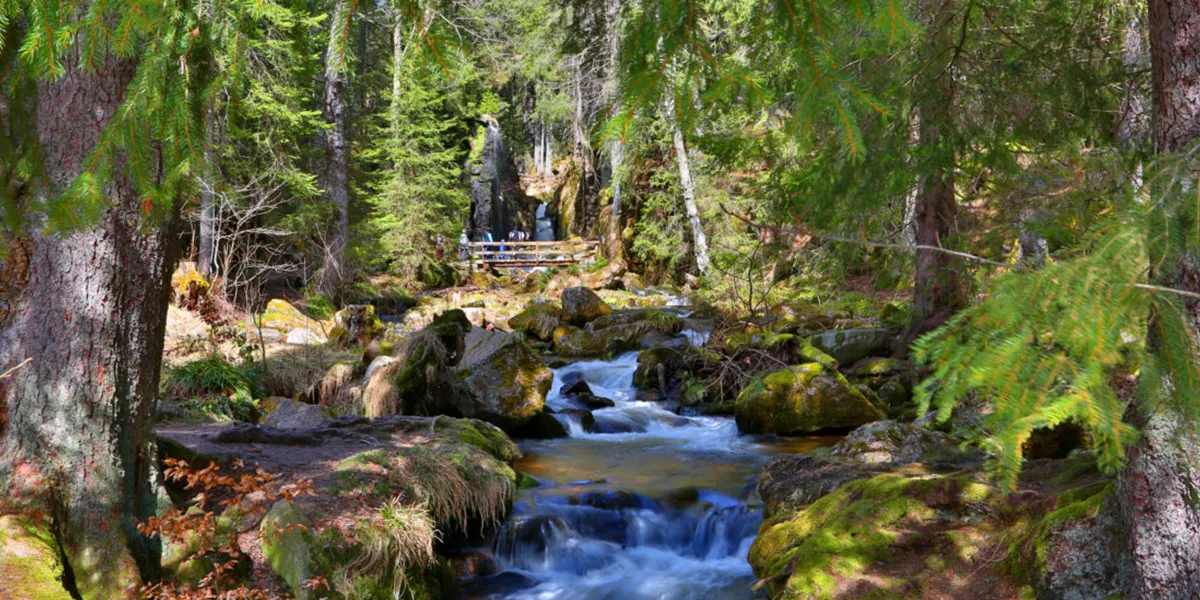  Black Forest National Park