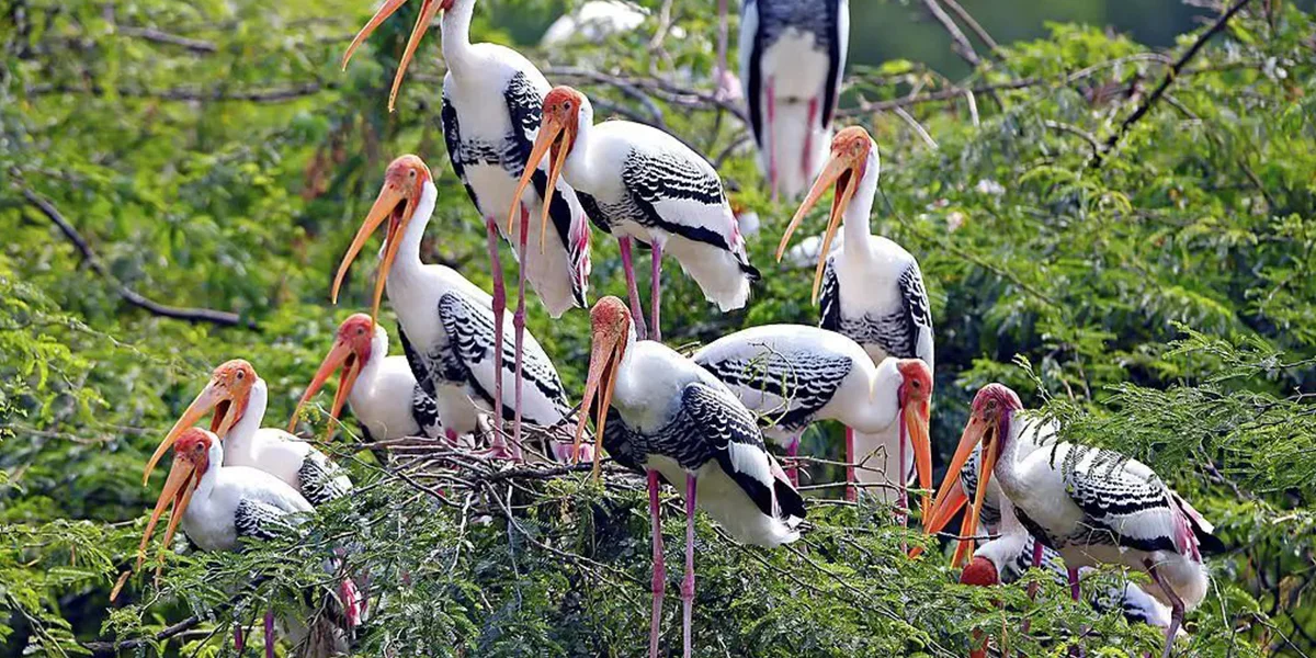 Bird Watching in Forested Regions