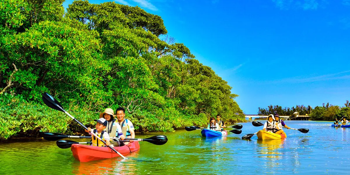 Kayaking in Mangrove Areas