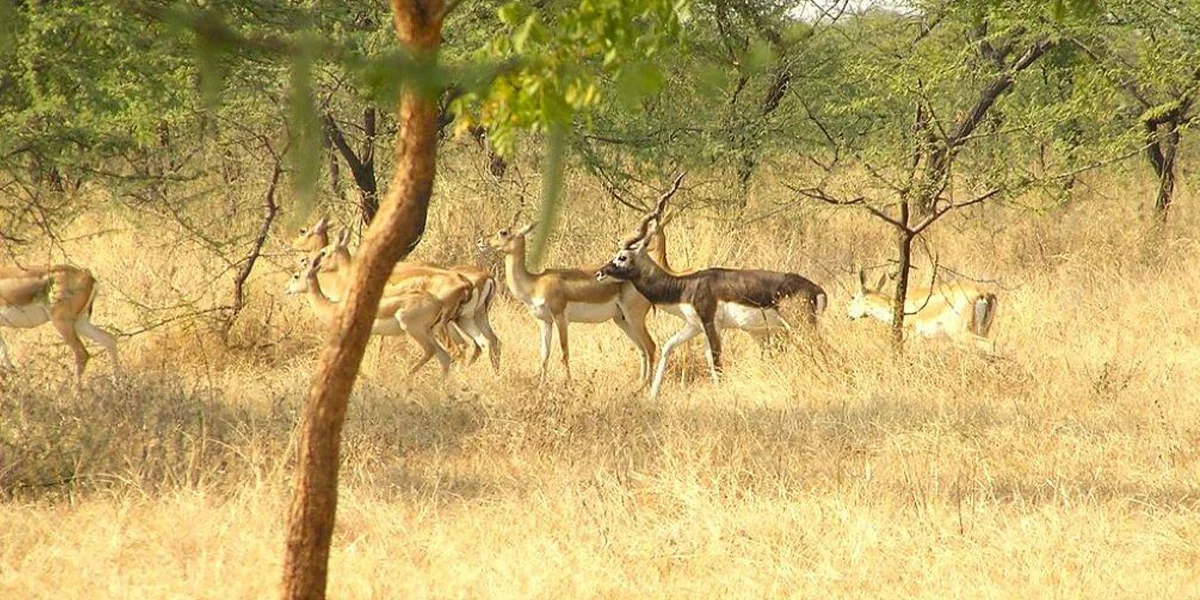 Wildlife Watching in Forested Regions