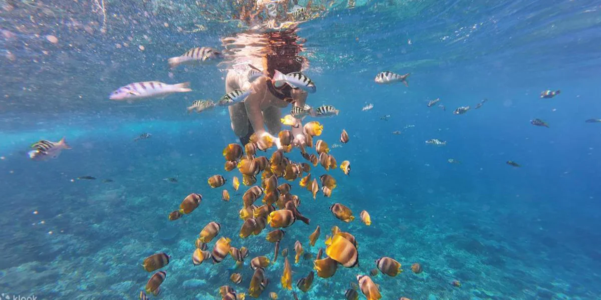 Snorkeling Experiences in Qatar