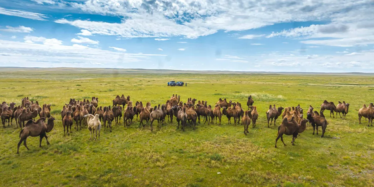 Wildlife Spotting in Desert Regions