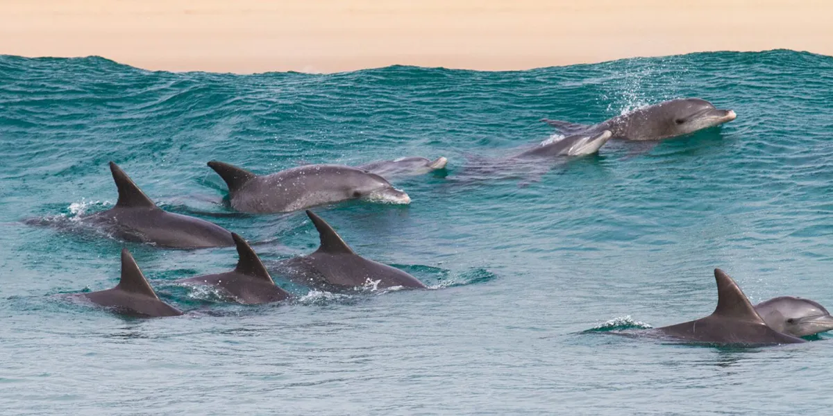 Dolphin Tours and Swimming Experiences