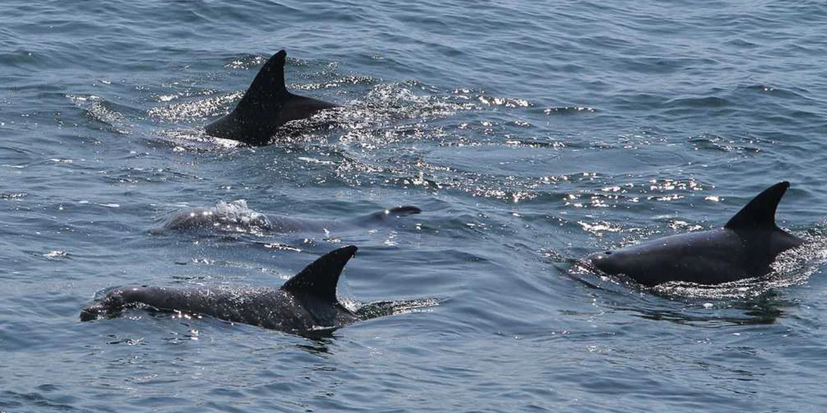  Dolphin Watching Tours