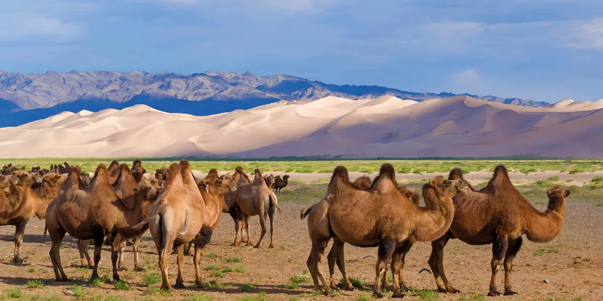 Visiting Nomadic Communities in the Gobi
