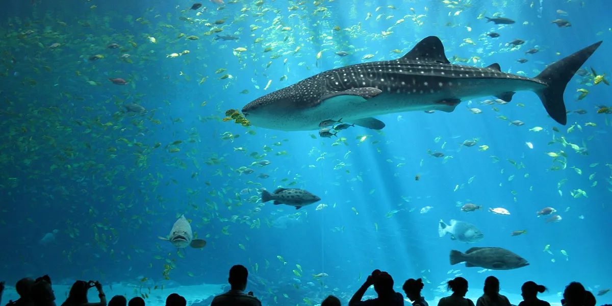 Attractions for Kids in Singapore